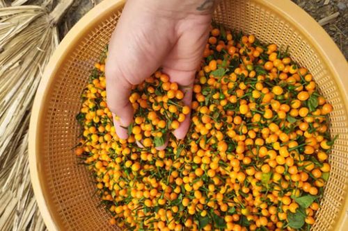 Loại ớt ở nước ngoài bán nửa tỷ/kg, trong nước lại rẻ bất ngờ