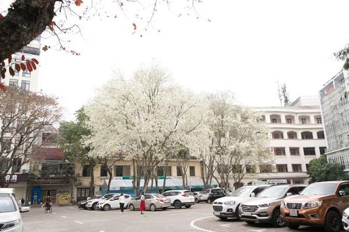 Choáng ngợp cảnh hoa sưa 'phủ tuyết' trắng phố phường Hà Nội