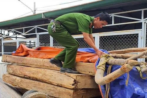 Công an bắt lâm tặc, chủ rừng muốn giành công
