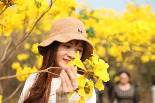 Nghìn người đổ về chiêm ngưỡng vườn hoa Phong Linh vàng rực rỡ ở Bắc Giang