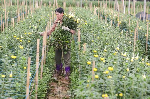 Rằm tháng Giêng, làng Tây Tựu lo 'sốt vó' vì hoa ế ẩm