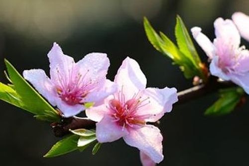 Mơ Hoa