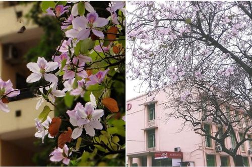 Tháng 2 này, đẹp nao lòng với ngôi trường ở Hà Nội nở rộ sắc tím hoa ban