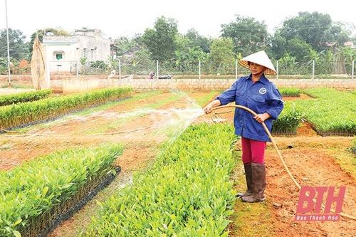 Huyện Triệu Sơn phát triển nông nghiệp sản xuất hàng hóa lớn, công nghệ cao