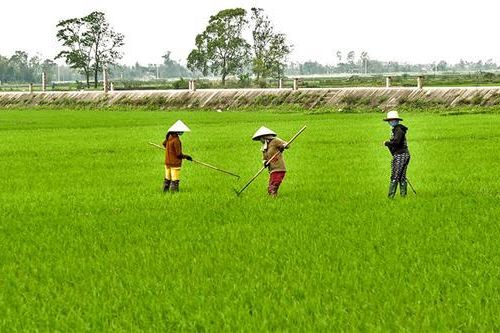 Vượt khó để sản xuất vụ đông xuân