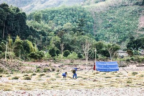 Mưu sinh với đót rừng