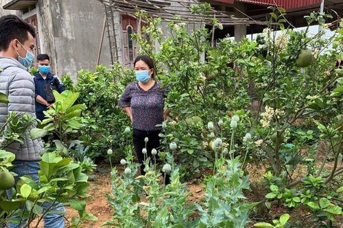 Phát hiện 5 hộ dân trồng hơn 200 cây anh túc làm rau nuôi lợn