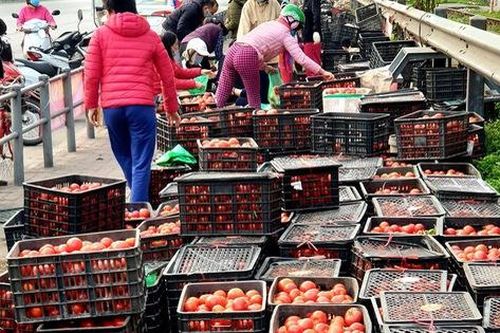 40.000 đồng/10kg cà chua 'giải cứu', mách chị em cách bảo quản cà chua được lâu và chế biến được nhiều món ăn hấp dẫn