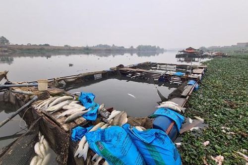 Hàng chục tấn cá lồng chết ở sông Cầu, Phòng Nông nghiệp, Chi cục Bảo vệ Môi trường nói gì?
