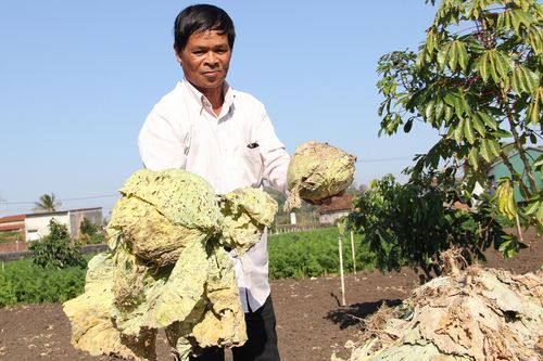 Nông dân nhổ bỏ hơn 400 tấn rau vì giá thấp