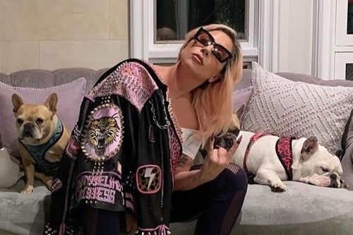 Lady Gaga treo thưởng 500.000 USD để chuộc chó