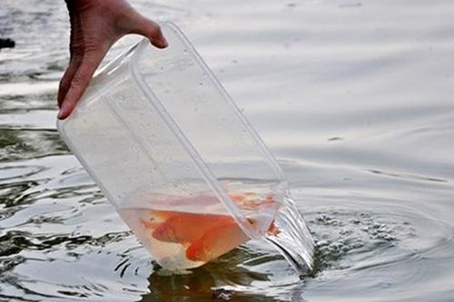 Văn khấn phóng sinh Rằm tháng giêng 2021