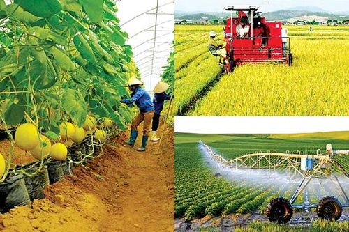 Phát triển nông nghiệp bền vững, nâng cao chất lượng, giá trị gia tăng