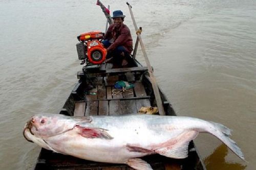 Các quần thể cá nước ngọt toàn cầu có nguy cơ tuyệt chủng