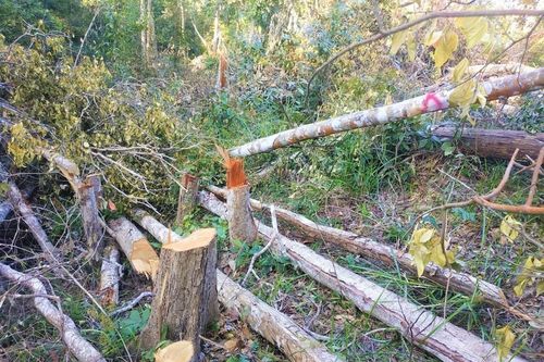 Chuyển công an vụ phá rừng giáp ranh Đắk Lắk- Gia Lai