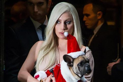 Lady Gaga treo thưởng 12 tỷ để tìm lại hai chú chó bị trộm