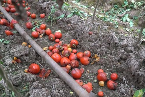 Nông dân Thủ đô khốn đốn vì rau xanh ế ẩm trong tình hình dịch bệnh