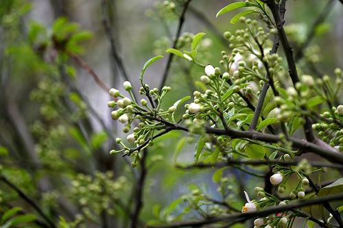 Hoa bưởi cả cây: 'Thú chơi mới' của người Hà Nội