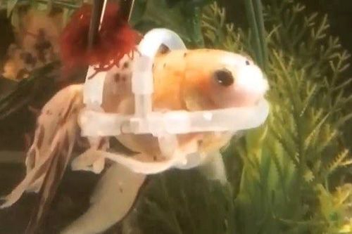 Kỳ lạ con cá phải 'mặc' áo phao để bơi