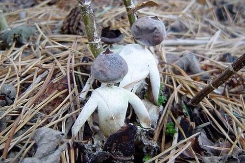Phát hiện loài nấm kỳ dị giống hình người