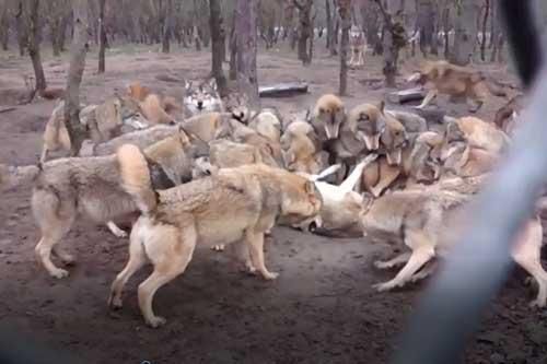 Clip: Cả đàn sói bỗng nhiên tấn công thành viên trong đàn như kẻ thù, tại sao vậy?
