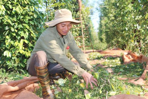 Người trồng hồ tiêu ở Gia Lai tiếp tục gặp khó