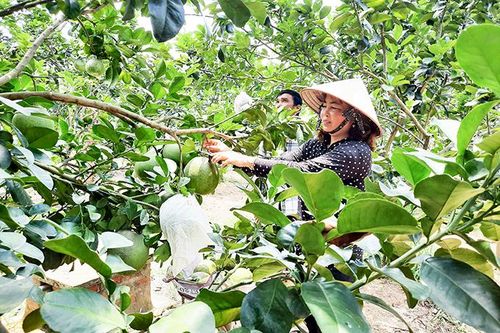 Khánh Vĩnh: Công bố, trao giấy chứng nhận sản phẩm OCOP năm 2019 - 2020