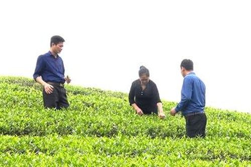Thanh Sơn tập trung chăm sóc chè vụ xuân