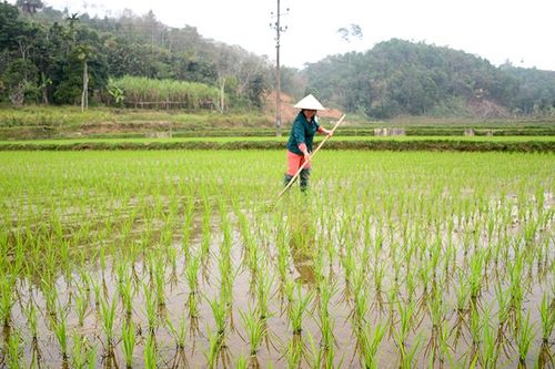 Hòa Phú chăm sóc cây trồng vụ xuân