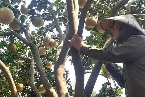 Bưởi ở Đồng Nai rớt giá thê thảm, nông dân khóc ròng