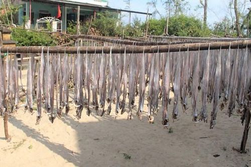 Ngư dân Quảng Nam trúng mùa cá hố