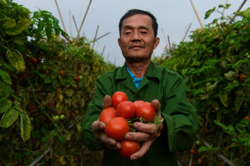 Nông dân Hà Nội: 'Chúng tôi cũng cần giải cứu'