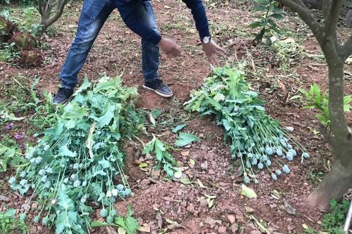 Trồng cây thuốc phiện để làm rau ăn và nuôi lợn