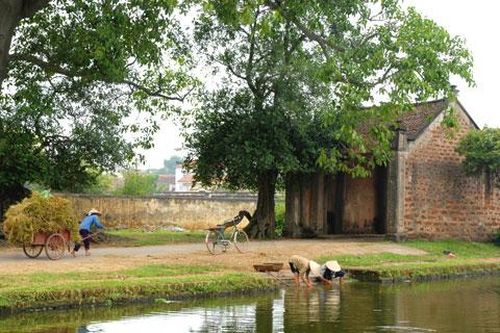 Lũy tre, cây đa, giếng nước, cổng làng