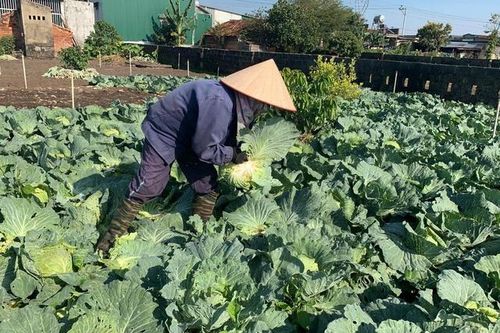 Rau rẻ không ai mua, người dân Đắk Lắk ủ làm phân bón