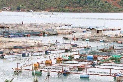 Nuôi cá lồng vùng lòng hồ thủy điện: Lời giải bài toán thiếu đất sản xuất