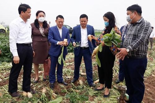 Hà Nội hỗ trợ các quận, huyện cần 'giải cứu' nông sản