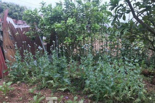 Lén lút trồng cây thuốc phiện trong vườn sẽ bị xử lý thế nào?