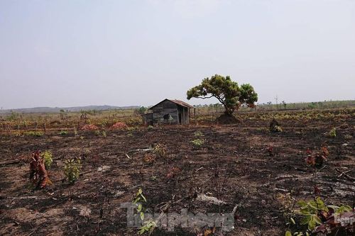 Hơn 22 nghìn ha rừng ở Đắk Lắk bị xóa sổ ra sao?