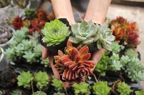 'Đổi giấy lấy cây': Lan tỏa lối sống xanh trong cộng đồng