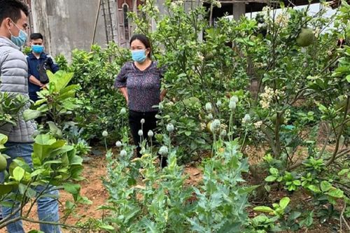 Trồng cây thuốc phiện trong vườn nhà để làm... rau ăn và nuôi lợn