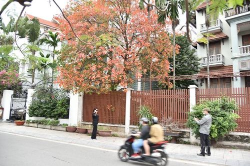 Hà Nội rực sắc vàng, đỏ mùa cây thay lá