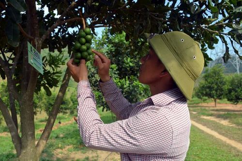 Triển vọng cây mắc ca ở Tuần Giáo