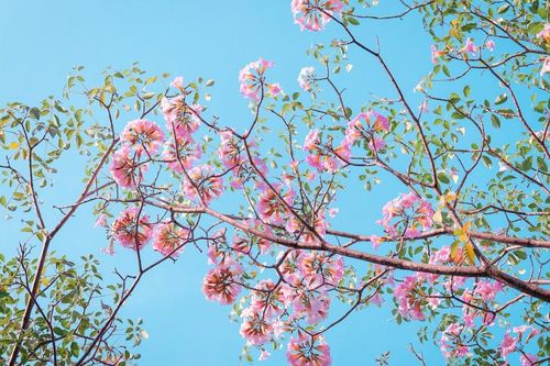 Hẹn hò Sài Gòn: Hoa kèn hồng nở sớm rực rỡ một khoảng trời, đẹp tựa như một thước phim