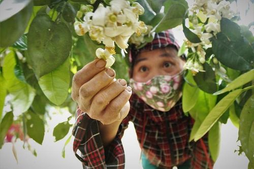 Hà Tĩnh: Rộn ràng mùa 'se duyên' cho giống bưởi đặc sản Phúc Trạch