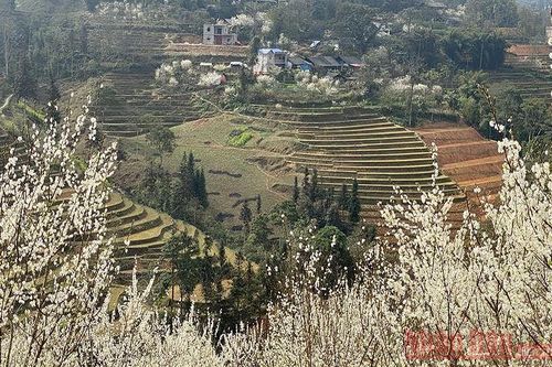 Hoa mận Bắc Hà: Mùa xuân còn sót lại