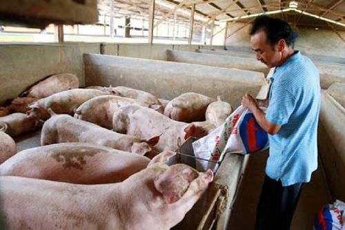 Giá heo hơi hôm nay 28/2: Giảm 1.000 - 2.000 trong tuần