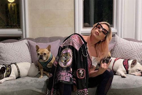 Lady Gaga đã tìm được chó cưng an toàn sau khi treo thưởng 'khủng'