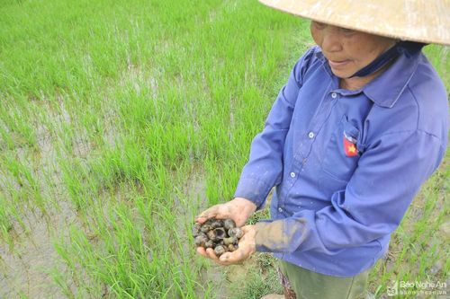 Ốc bươu vàng tràn ngập trên nhiều cánh đồng lúa xuân ở Nghệ An