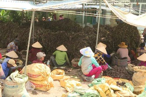 Đồng Tháp: Đa dạng các sản phẩm từ khoai lang gắn với Chương trình OCOP